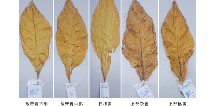 煙葉烘干成色